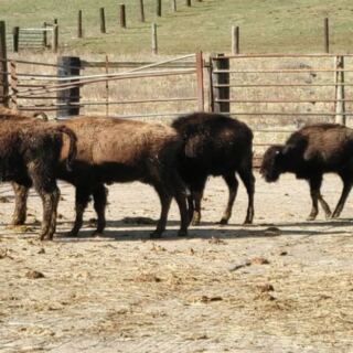 This New Jersey Farm Has Roaming Bison And Fresh Bison Meat For The Ride Home