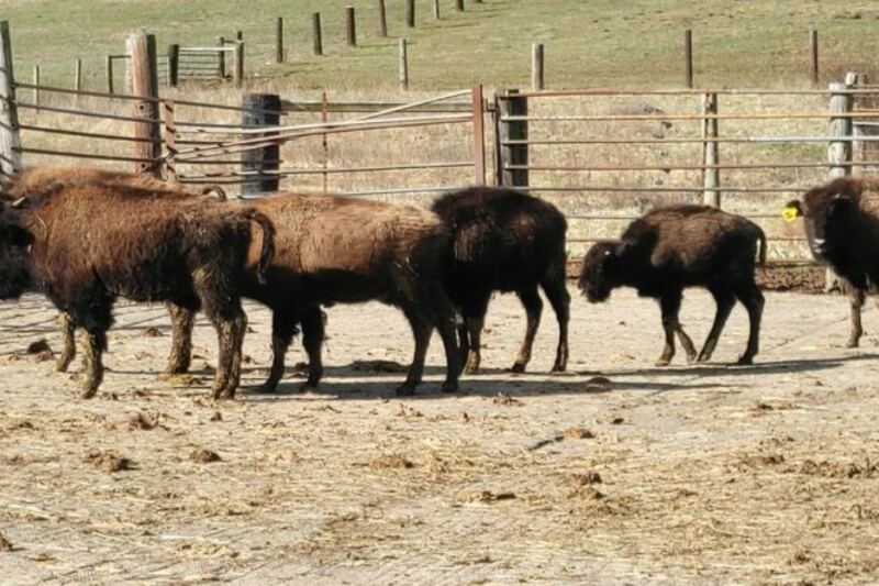 This New Jersey Farm Has Roaming Bison And Fresh Bison Meat For The Ride Home
