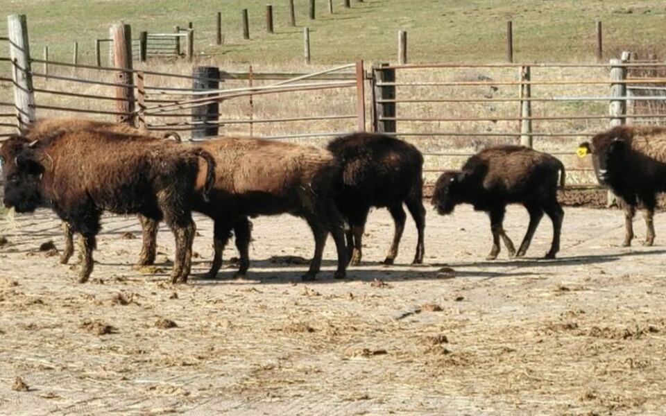 This New Jersey Farm Has Roaming Bison And Fresh Bison Meat For The Ride Home