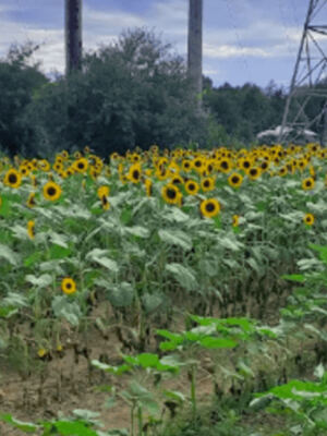 This Massachusetts Farm Near Boston Lets You Pick Your Own Berries And Peaches Then Wander A Sunflower Maze And Tulip Fields