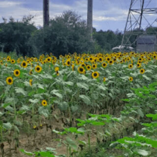 This Massachusetts Farm Near Boston Lets You Pick Your Own Berries And Peaches Then Wander A Sunflower Maze And Tulip Fields