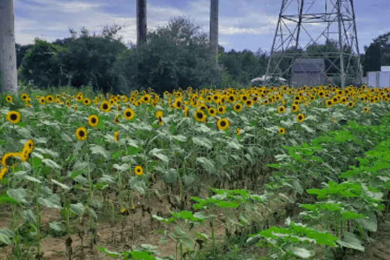This Massachusetts Farm Near Boston Lets You Pick Your Own Berries And Peaches Then Wander A Sunflower Maze And Tulip Fields