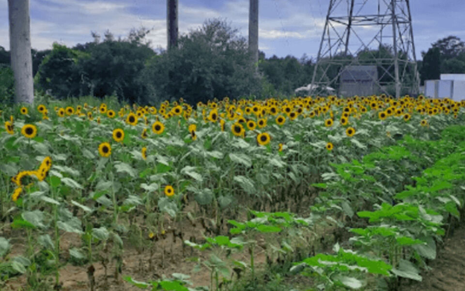 This Massachusetts Farm Near Boston Lets You Pick Your Own Berries And Peaches Then Wander A Sunflower Maze And Tulip Fields
