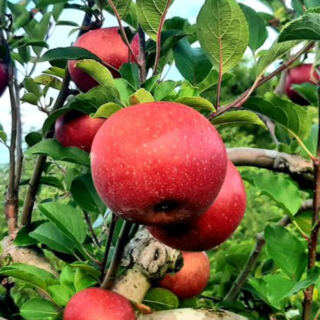 People Are Driving Across Tennessee For The Fresh Apple Treats At This Mountain Orchard