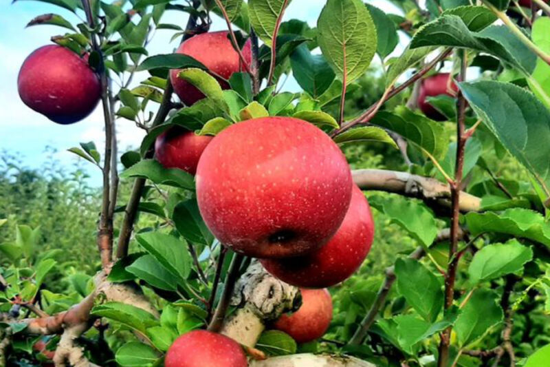 People Are Driving Across Tennessee For The Fresh Apple Treats At This Mountain Orchard