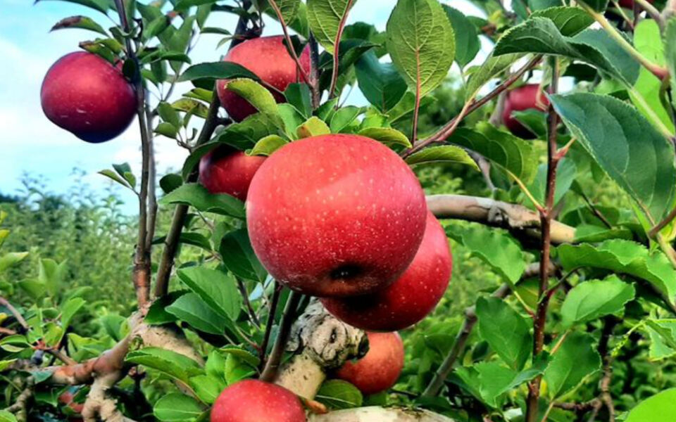 People Are Driving Across Tennessee For The Fresh Apple Treats At This Mountain Orchard