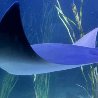 This Minnesota Aquarium Has North America’s Largest Sturgeon Touchpool