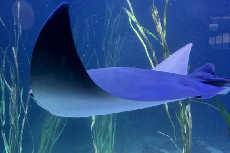 This Minnesota Aquarium Has North America’s Largest Sturgeon Touchpool
