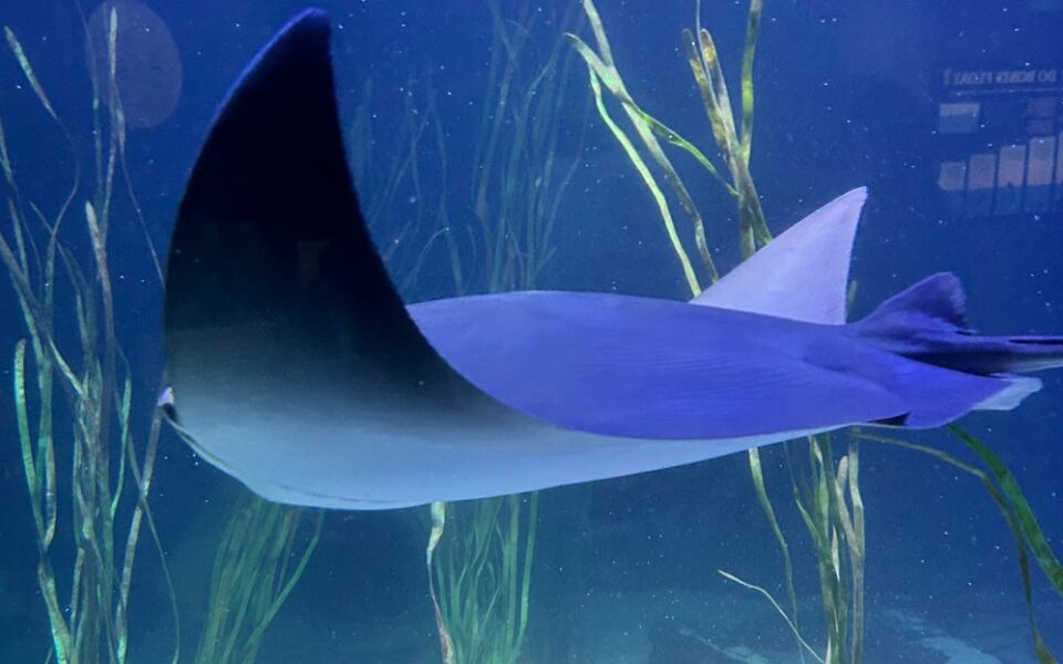 This Minnesota Aquarium Has North America’s Largest Sturgeon Touchpool