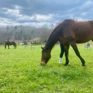 Spend 90 Unhurried Minutes Brushing and Befriending Horses at This North Carolina Farm