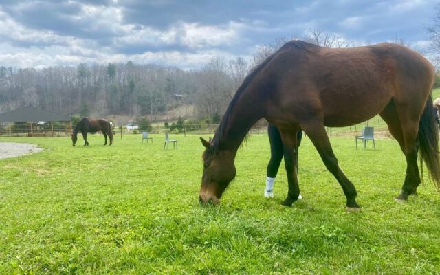 Spend 90 Unhurried Minutes Brushing and Befriending Horses at This North Carolina Farm