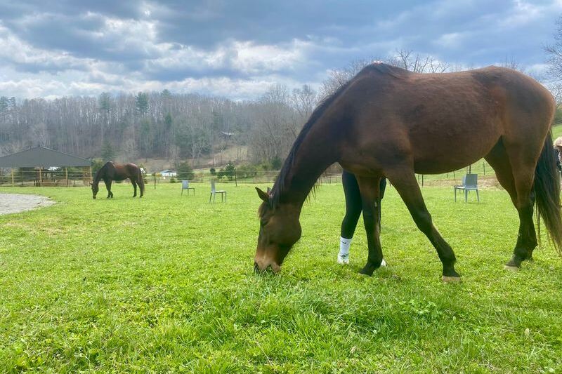 Spend 90 Unhurried Minutes Brushing and Befriending Horses at This North Carolina Farm