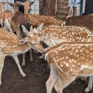 This Tennessee Farm Lets You Hand-Feed Deer, Saddle Up for Rides, and Meet Exotic Animals Up Close