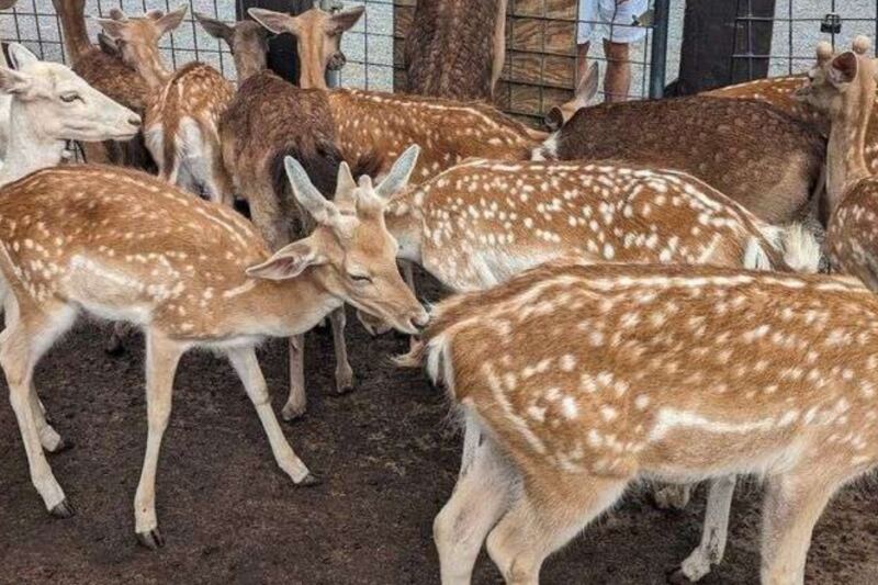 This Tennessee Farm Lets You Hand-Feed Deer, Saddle Up for Rides, and Meet Exotic Animals Up Close