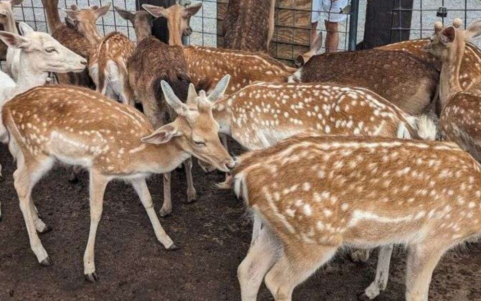 This Tennessee Farm Lets You Hand-Feed Deer, Saddle Up for Rides, and Meet Exotic Animals Up Close