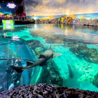 This Tennessee Aquarium Floats You Over a Glass-Bottom Boat and Puts Penguins Right at Eye Level