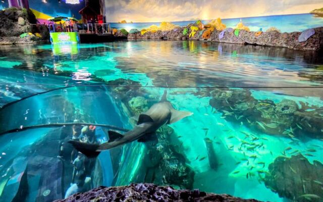 This Tennessee Aquarium Floats You Over a Glass-Bottom Boat and Puts Penguins Right at Eye Level