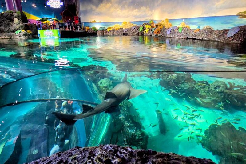 This Tennessee Aquarium Floats You Over a Glass-Bottom Boat and Puts Penguins Right at Eye Level