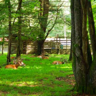 This Forest Hideaway Offers Close Encounters With Deer, Elk, and Other Woodland Animals