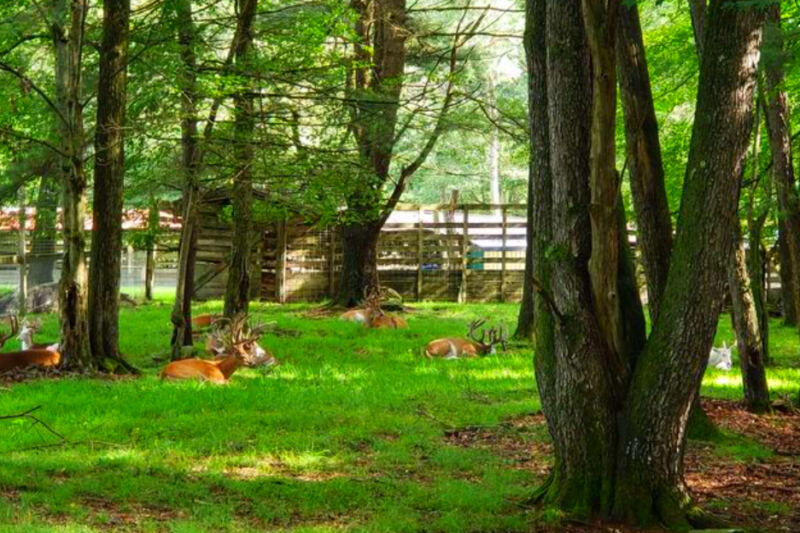 This Forest Hideaway Offers Close Encounters With Deer, Elk, and Other Woodland Animals