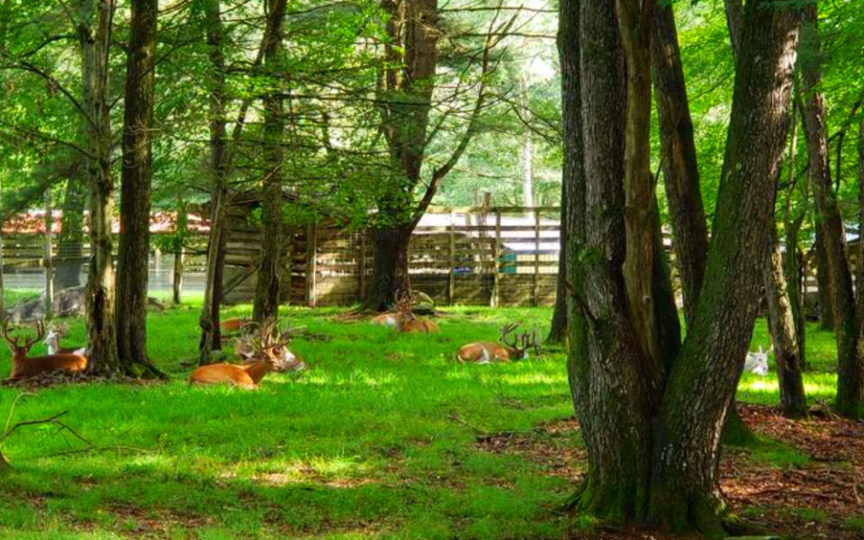 This Forest Hideaway Offers Close Encounters With Deer, Elk, and Other Woodland Animals