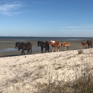 This North Carolina Wildlife Refuge Boat Tour Drifts You Past Wild Ponies, Dolphins, and Nesting Birds