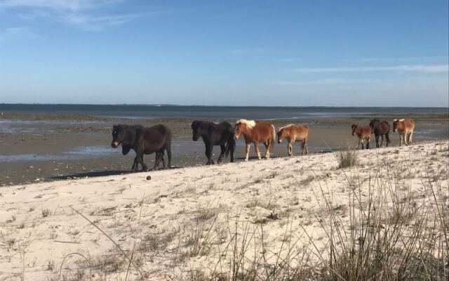 This North Carolina Wildlife Refuge Boat Tour Drifts You Past Wild Ponies, Dolphins, and Nesting Birds