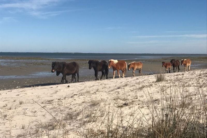 This North Carolina Wildlife Refuge Boat Tour Drifts You Past Wild Ponies, Dolphins, and Nesting Birds