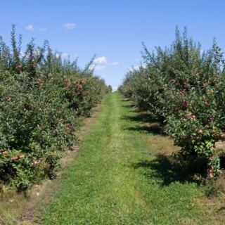 12 New York Apple Orchards Where You Pick Your Own and Grab Fresh Cider Donuts