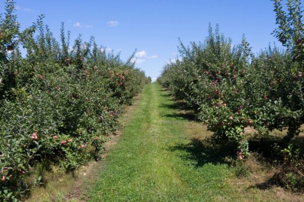 12 New York Apple Orchards Where You Pick Your Own and Grab Fresh Cider Donuts