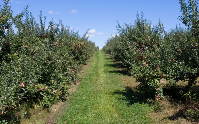 12 New York Apple Orchards Where You Pick Your Own and Grab Fresh Cider Donuts