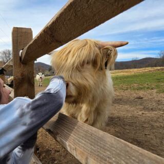 In The North Carolina Foothills There’s A Family Farm Where You Brush And Snuggle Fluffy Highland Cows
