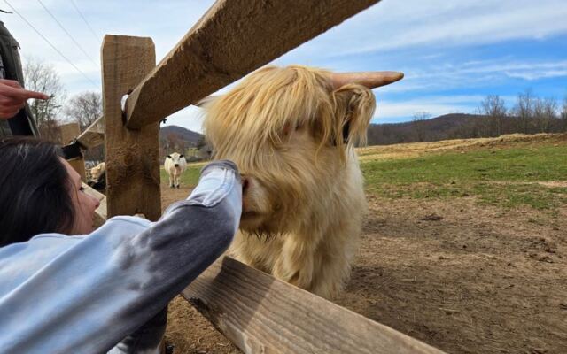 In The North Carolina Foothills There’s A Family Farm Where You Brush And Snuggle Fluffy Highland Cows