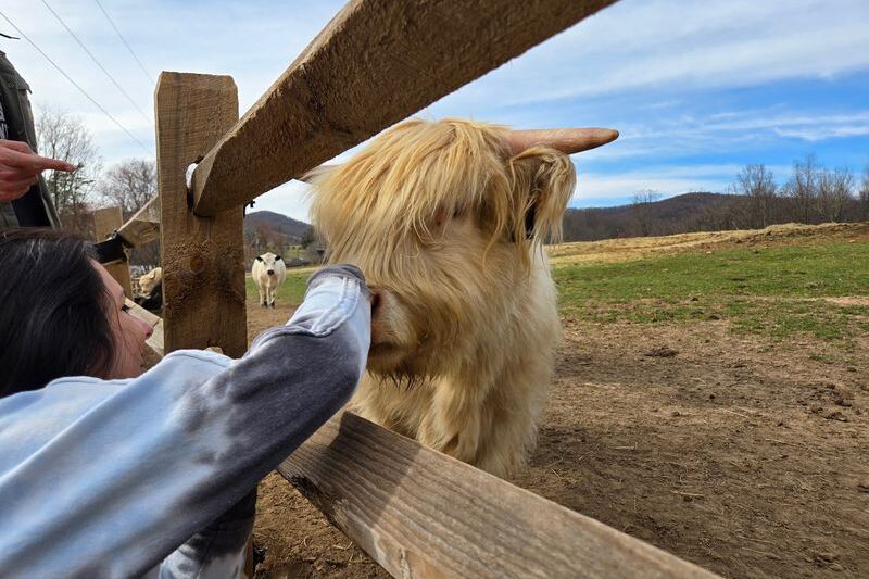 In The North Carolina Foothills There’s A Family Farm Where You Brush And Snuggle Fluffy Highland Cows