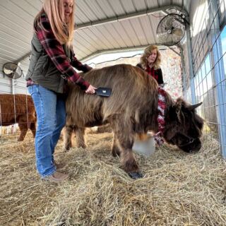 This Oklahoma Ranch Lets You Brush and Hug Fluffy Highland Cows Up Close