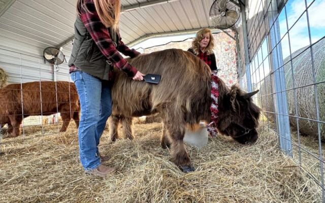This Oklahoma Ranch Lets You Brush and Hug Fluffy Highland Cows Up Close