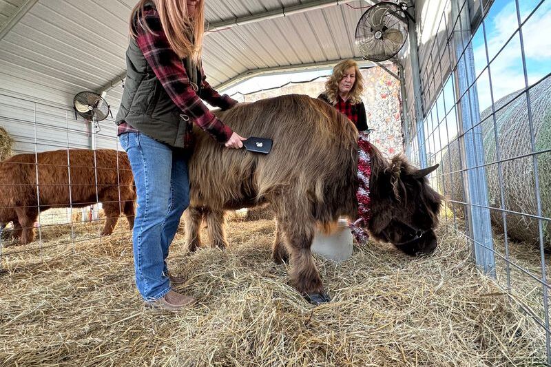 This Oklahoma Ranch Lets You Brush and Hug Fluffy Highland Cows Up Close