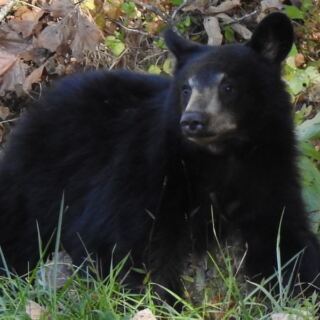 This Tennessee Sanctuary Lets You Watch Rescued Bears Roam Wild Across Wooded Hills