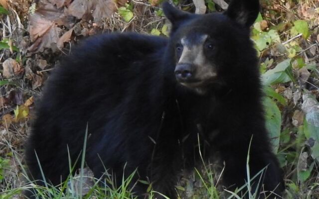 This Tennessee Sanctuary Lets You Watch Rescued Bears Roam Wild Across Wooded Hills
