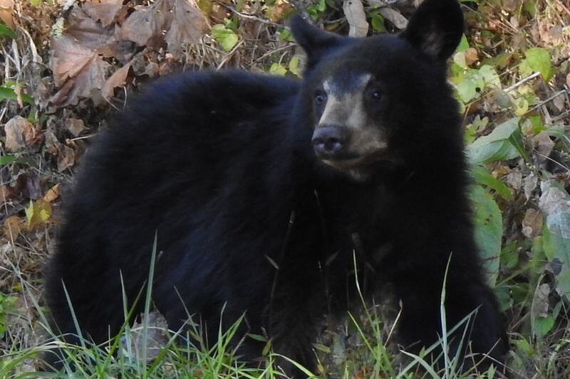 This Tennessee Sanctuary Lets You Watch Rescued Bears Roam Wild Across Wooded Hills