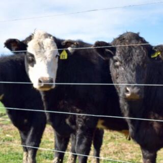 This Working New Jersey Dairy Farm Lets You Watch Cows Being Milked and Buy Cheese Afterward