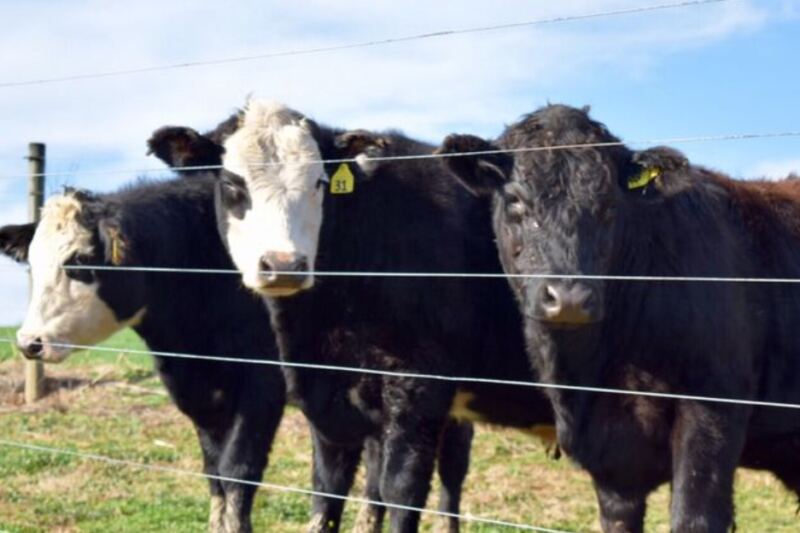 This Working New Jersey Dairy Farm Lets You Watch Cows Being Milked and Buy Cheese Afterward