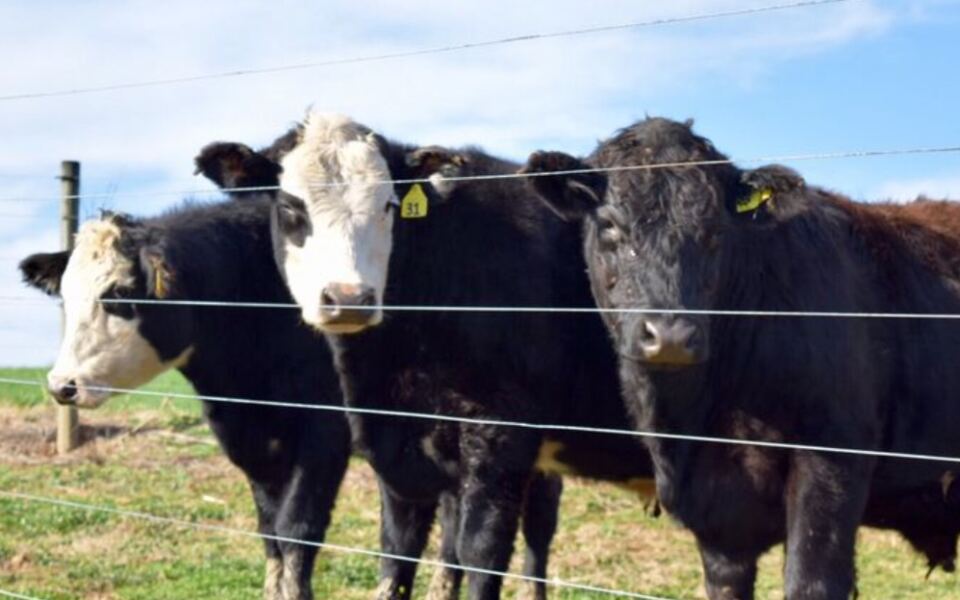 This Working New Jersey Dairy Farm Lets You Watch Cows Being Milked and Buy Cheese Afterward