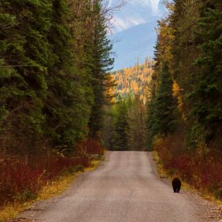12 National Parks Where Black Bears Are the Main Attraction