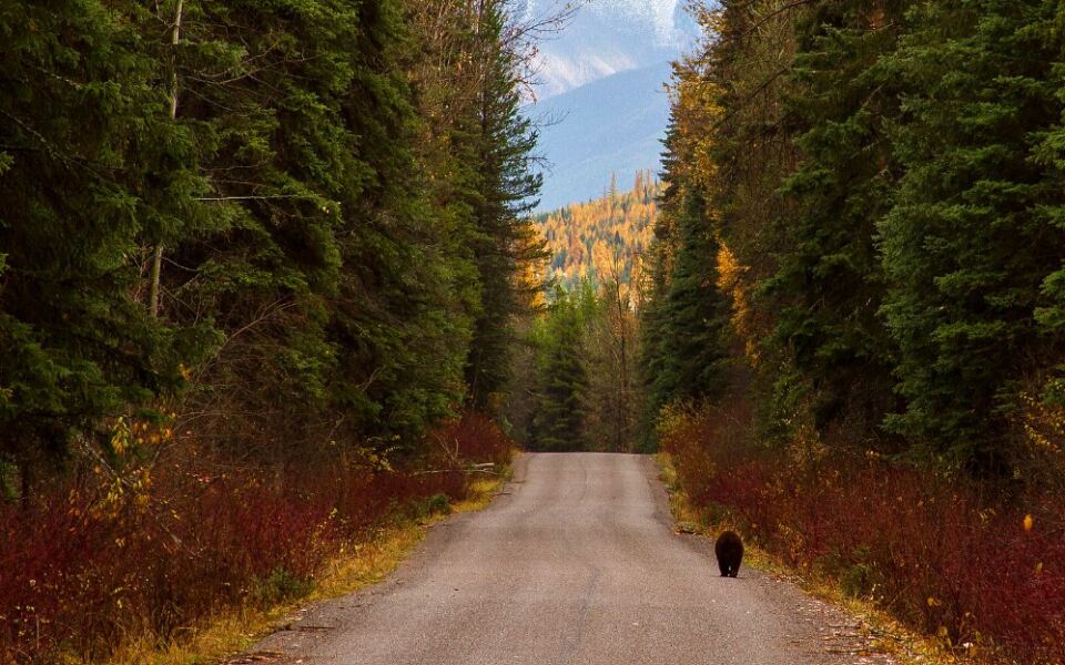 12 National Parks Where Black Bears Are the Main Attraction