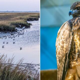 12 New Jersey Wildlife Places That Help Animals, Habitats, And More
