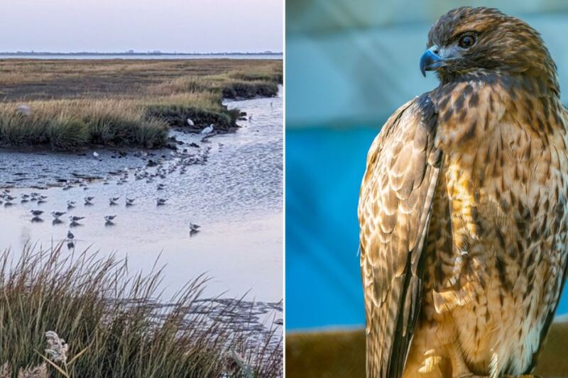 12 New Jersey Wildlife Places That Help Animals, Habitats, And More