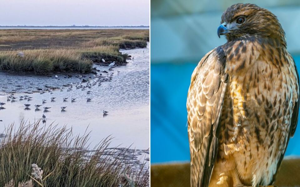 12 New Jersey Wildlife Places That Help Animals, Habitats, And More