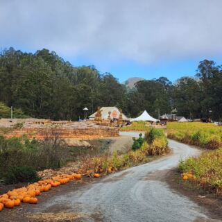 Hop on Arnold’s Farm Fresh Hayride and Pick Your Own Pumpkins at This Half Moon Bay Patch in California