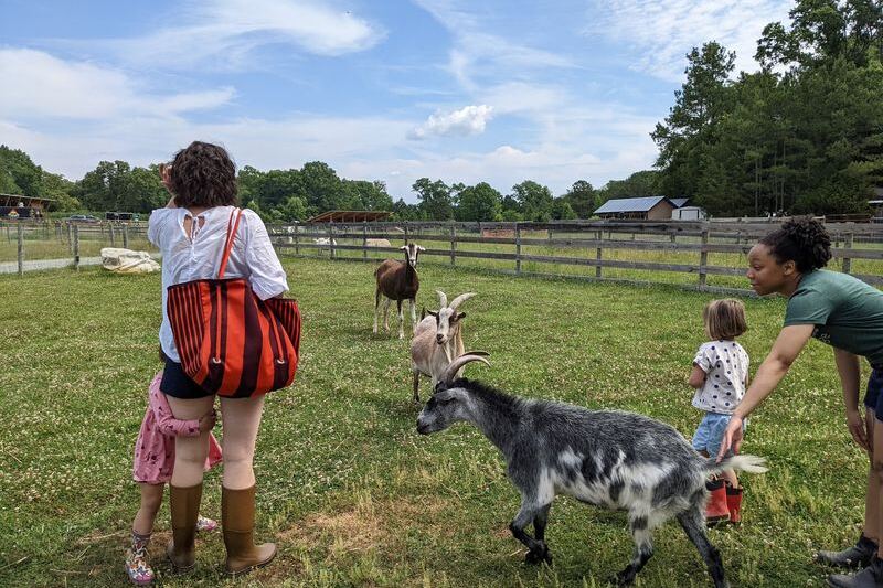 8 North Carolina Animal Sanctuaries Where Rescued Animals Greet You at the Gate